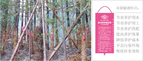 国光大树移植养护技术（四、提高大树移植成活率新技术） - zhongyuan_garden - 中远园林的博客